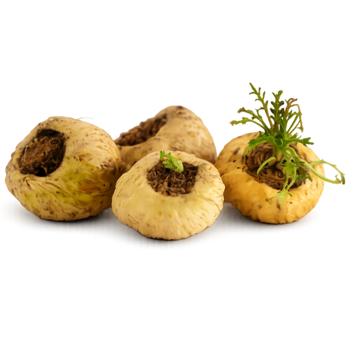 Three maca roots
 with green sprouts on a white background