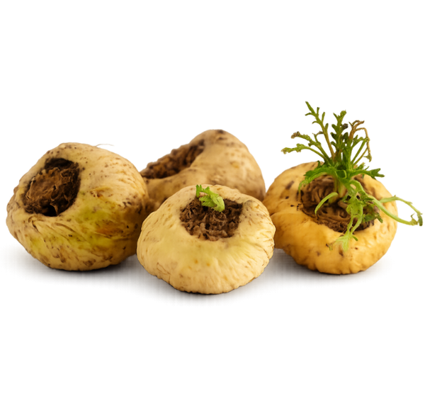Three maca roots
 with green sprouts on a white background